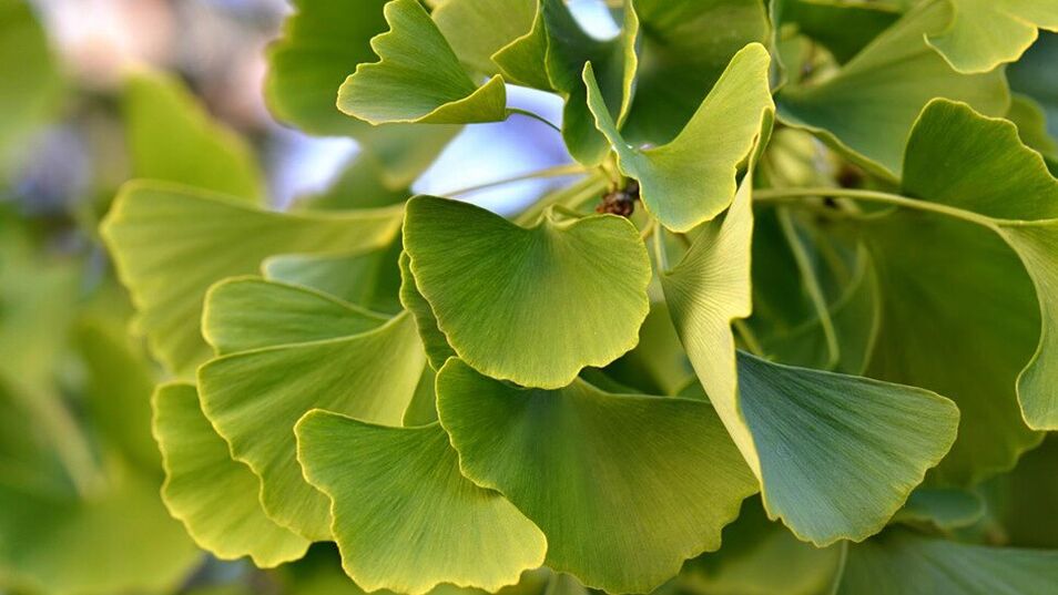 Ginkgo Biloba an Insunol